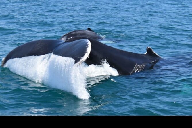 Full-Day Whale Watching Tour in Samana Bay From Uvero Alto - Preparing for the Tour