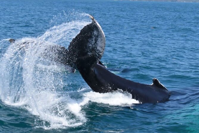Full-Day Whale Watching Tour in Samana Bay From Uvero Alto - Questions About Your Stay
