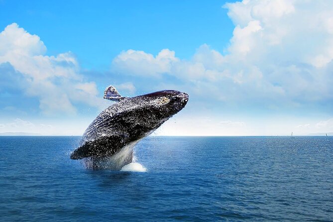 Full-Day Whale Watching Tour in Samana Bay From Uvero Alto - Itinerary Highlights