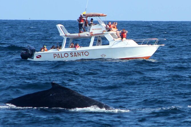Full-Day Whale Watching Tour in Samana Bay From Uvero Alto - Tour Inclusions