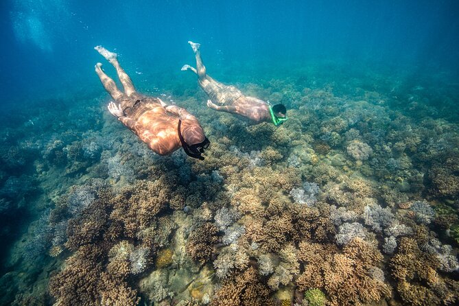 Full-Day Whitsunday Sail and Snorkel Adventure With Lunch - Snorkeling the Fringing Reef