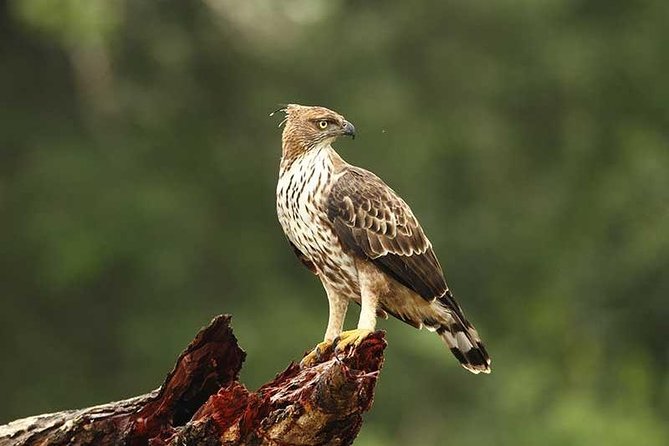 Full Day Wilpaththu National Park Safari (All Inclusive) - Safari Itinerary