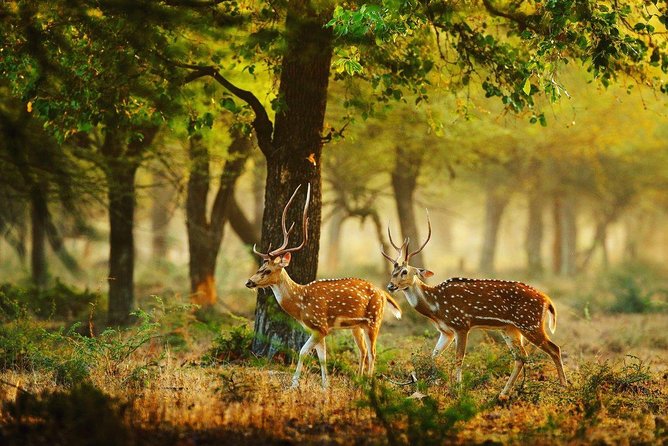 Full Day Wilpaththu National Park Safari (All Inclusive) - Passport Requirements