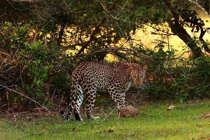 Full Day Wilpaththu National Park Safari (All Inclusive) - Recommended Attire