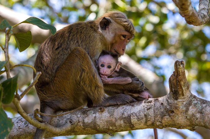 Full Day Wilpaththu National Park Safari (All Inclusive) - Guest Reviews