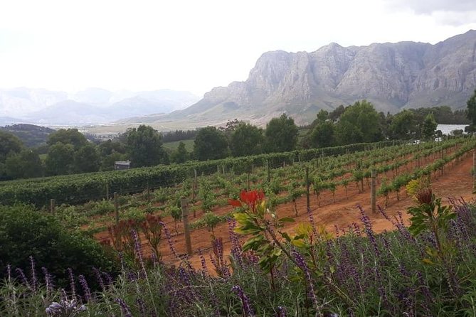 Full Day Wine Tasting in Stellenbosch, Franschoek & Paarl Fees Included - Luxury Wine Estates