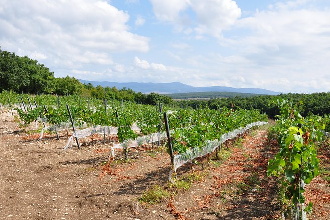 Full-Day Wine Tour From Istanbul - Customer Reviews and Feedback