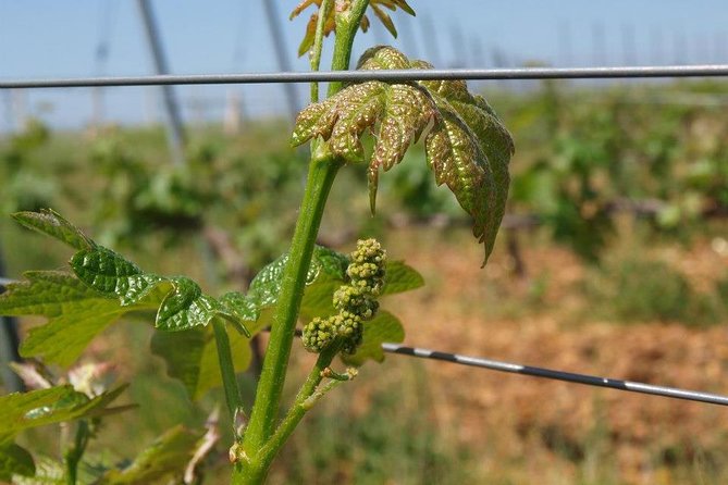 Full-Day Wine Tour From Istanbul - Considerations for Participants