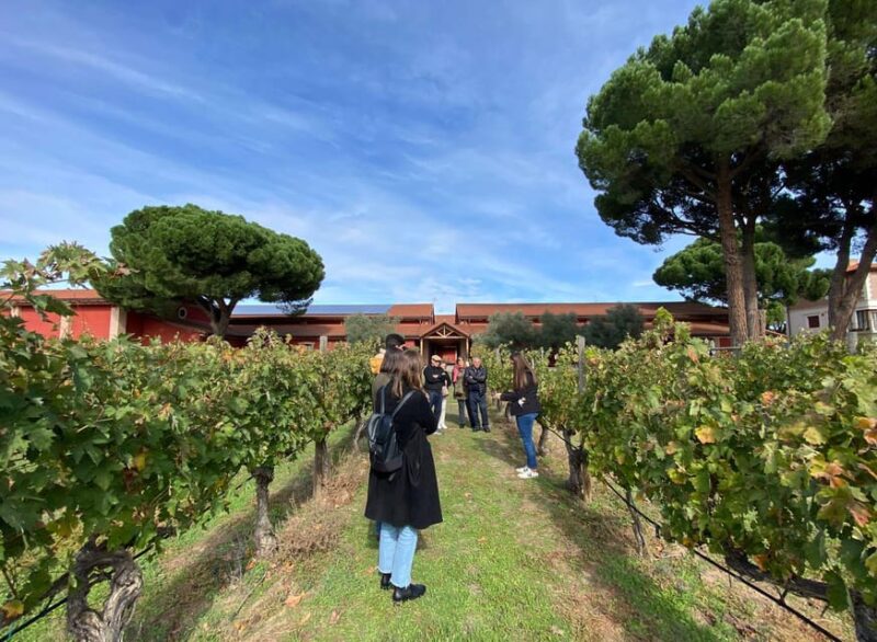 Full Day Wine Tour in Ribera Del Duero - Wineries and Tastings