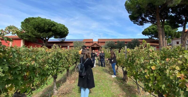 Full Day Wine Tour in Ribera Del Duero - Culinary Experience