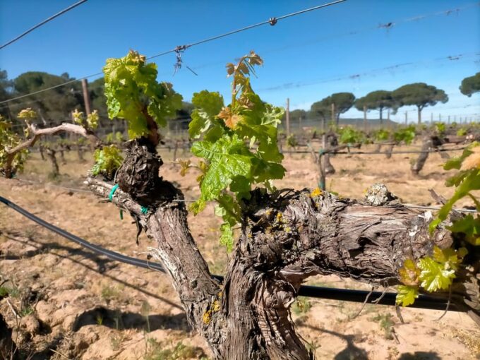 Full Day Wine Tour in Ribera Del Duero - Group Size