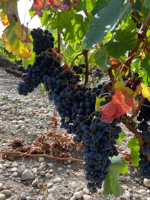 Full Day Wine Tour in Saint Emilion & Margaux - Booking Information