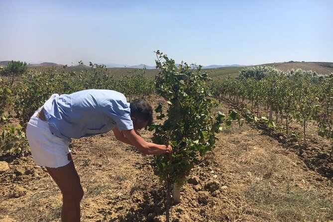 Full-Day Wine Tour in Western Sicily - Tour Highlights and Experiences