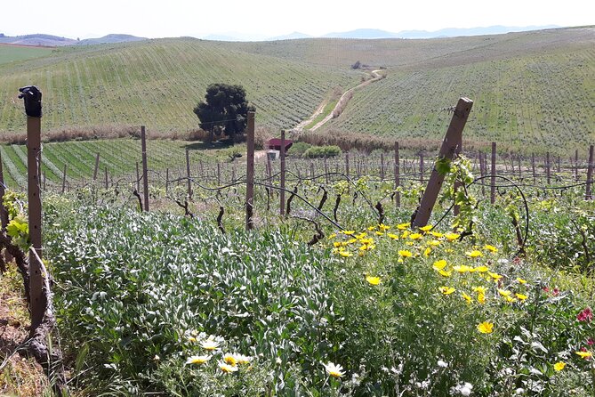 Full-Day Wine Tour in Western Sicily - Booking and Additional Information