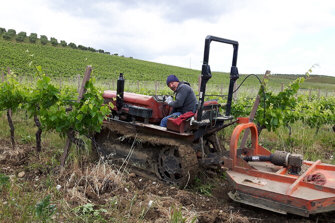 Full-Day Wine Tour in Western Sicily - Regional Wines and Tastings