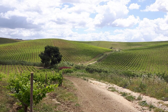 Full-Day Wine Tour in Western Sicily - Hotel Pick-up and Accessibility