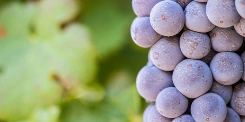Full Day Winelands Tour - Key Points