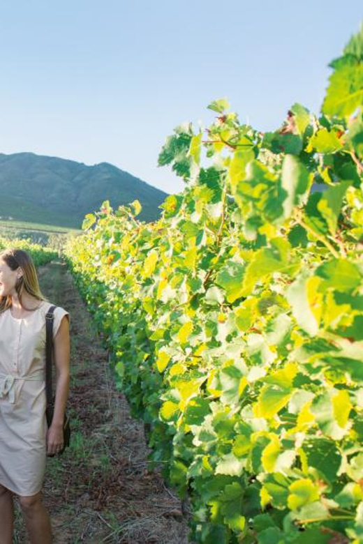 Full Day Winelands Tour - Paarl: Afrikaans Heritage and Vineyards