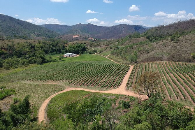 Full-Day Winery Tour From Rio - Key Points