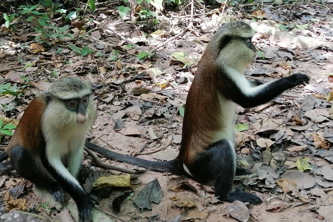 Full-Day Wli Water Falls and Monkey Sanctuary Private Tour - Inclusions of the Tour
