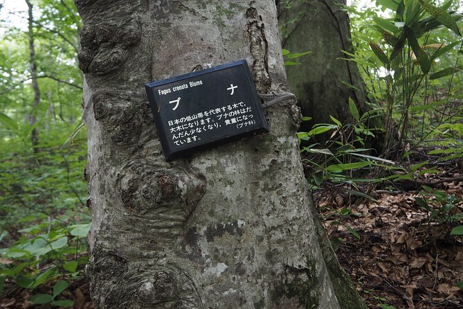 Full Day World Heritage Shirakami Mountains Hiking Tour - Booking Information