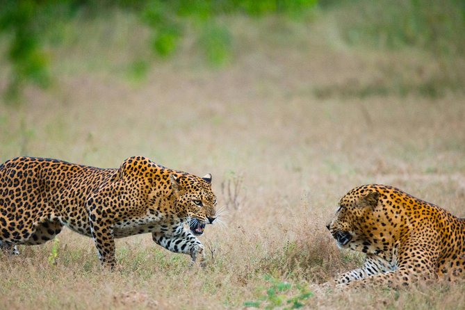 Full Day Yala Safari With Picnic Lunch From Hambantota Harbour - Tour Overview