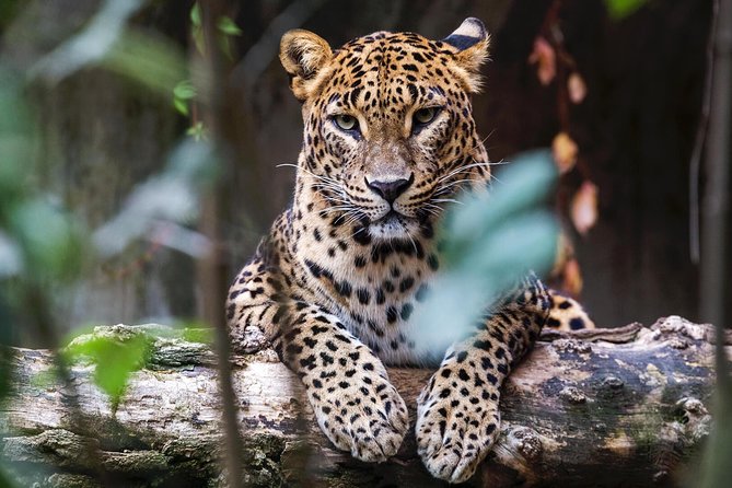 Full Day Yala Safari With Picnic Lunch From Hambantota Harbour - Health and Safety Guidelines