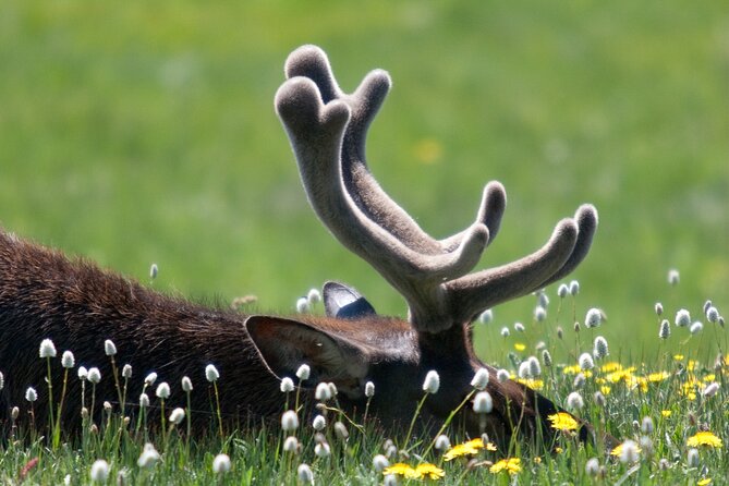 Full Day Yellowstone Natl Park Tour From West Yellowstone - Tour Start and Duration