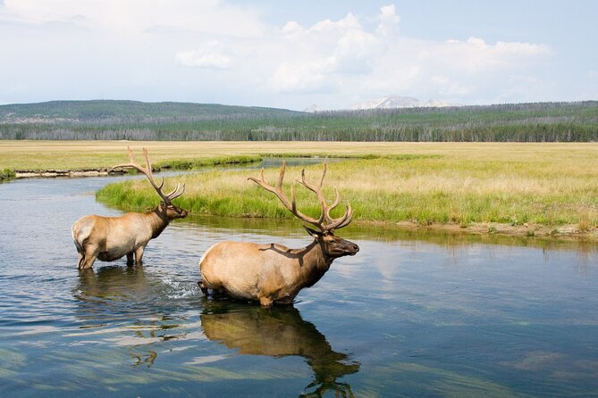 Full Day Yellowstone Natl Park Tour From West Yellowstone - Confirmation and Policies