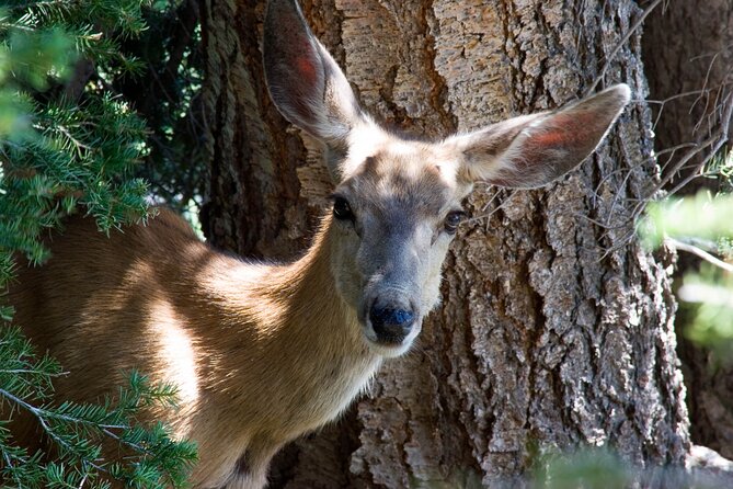 Full Day Yellowstone Natl Park Tour From West Yellowstone - Accessibility and Child Requirements