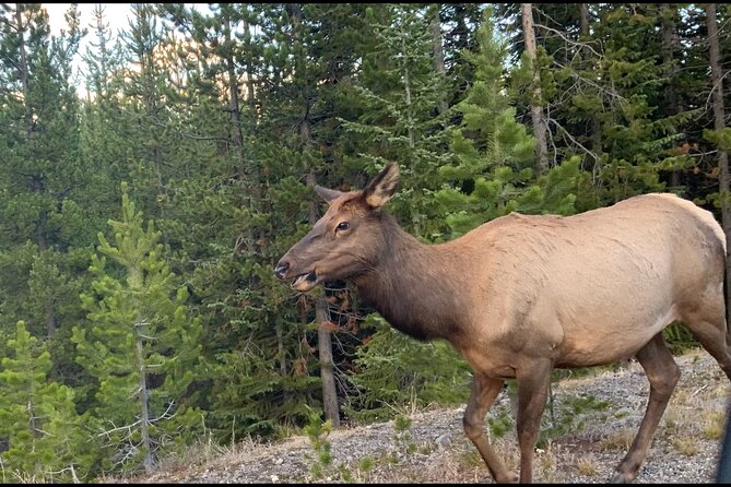 Full Day Yellowstone "The Volcano" Lower Loop West Yellowstone - A Pet-Friendly Adventure in Yellowstone