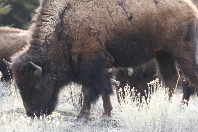 Full Day Yellowstone Upper Loop Tour - Guide Experience
