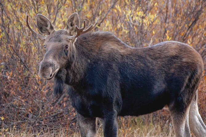 Full Day Yellowstone Upper Loop Tour - Tour Itinerary