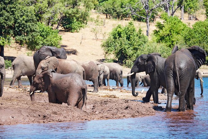 Full Day Zambezi National Park Golden Safari - Key Points