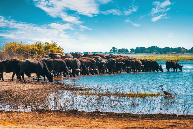 Full Day Zambezi National Park Golden Safari - Inclusions