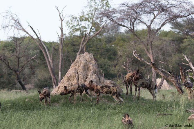Full-Day Zimbabwe Zambezi National Park Safari & Lunch - Pickup and Dropoff