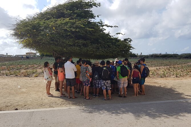 Full Island Sightseeing Tour of Aruba With Cave Pool Swim - Booking and Cancellation