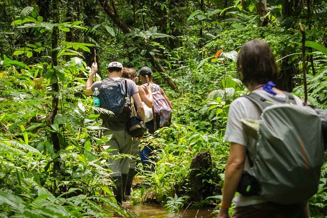 Full Jungle Experience Tour - Explore the Rainforest