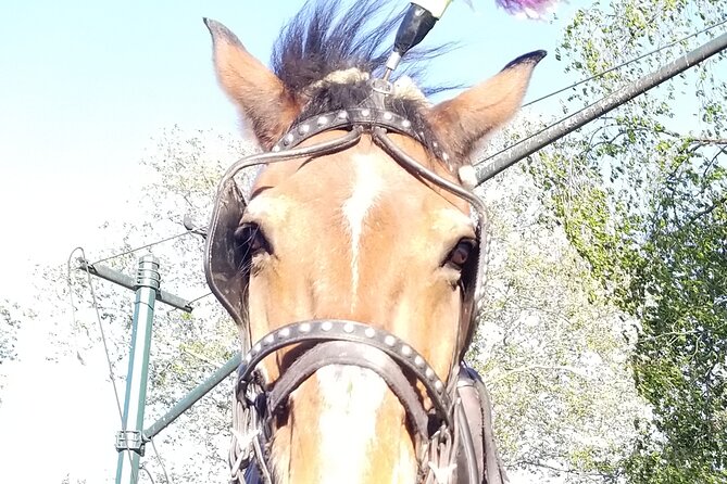 Full Loop Private Horse Carriage Ride in Central Park 45 Minutes - Booking Information