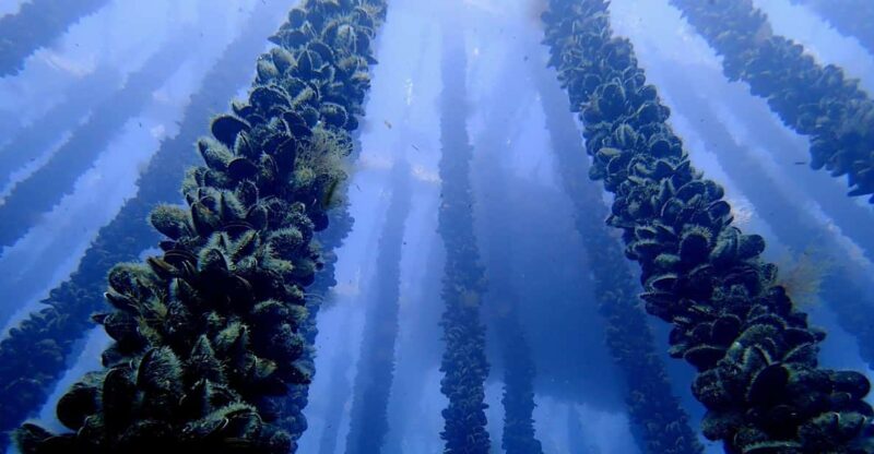 Full Scientific Tourism in the Cíes Islands - Key Points