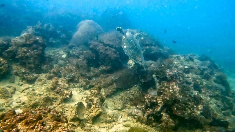 Fullday 2 Dives at Our House Reef in the Heart of Phuket - Key Points