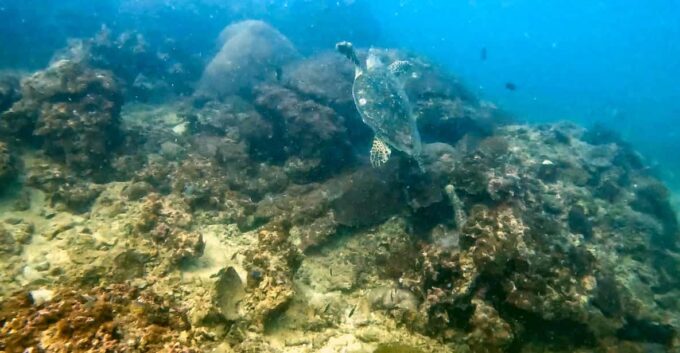 Fullday 2 Dives at Our House Reef in the Heart of Phuket - Highlights of the Experience