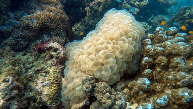 Fullday 2 Dives at Our House Reef in the Heart of Phuket - Frequently Asked Questions