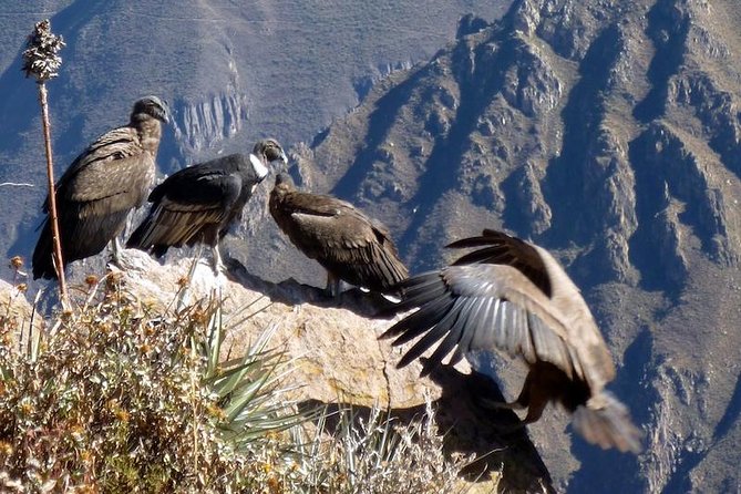 Fullday Colca Canyon With Lunch From Arequipa - Pricing