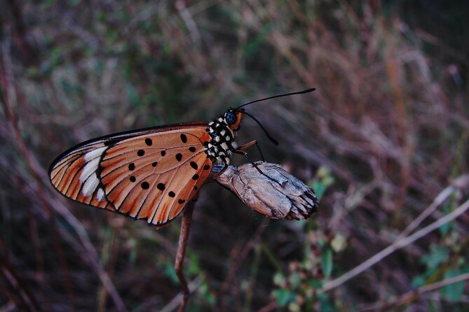 Fullday Gamedrives in Kruger National Park From Marlothpark - Highlights of the Game Drive
