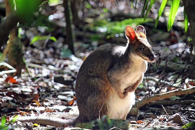 Fully Inclusive Blue Mountains Private Tour Inc Scenic World & Featherdale Entry - Featherdale Wildlife Park