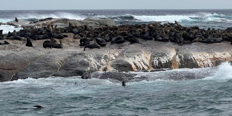 Fully Inclusive Cape Town & Winelands Adventure Tour - Scenic Exploration