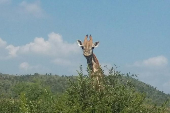 Fully Inclusive Pilanesbserg Safari From Johannesburg - Exclusions