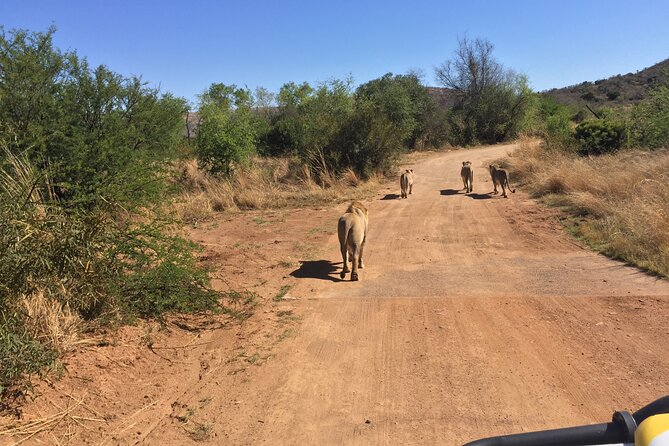 Fully Inclusive Pilanesbserg Safari From Johannesburg - Tour Details