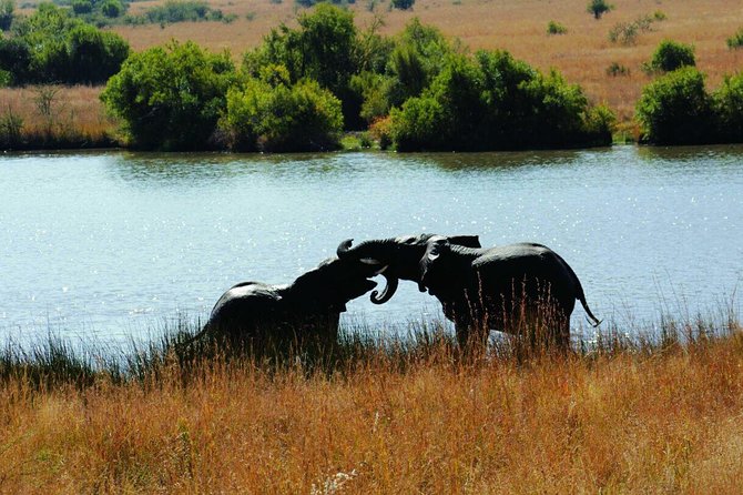 Fully Inclusive Pilanesbserg Safari From Johannesburg - Wildlife Viewing Experience